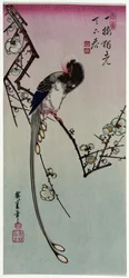 Ume ni Onagadori